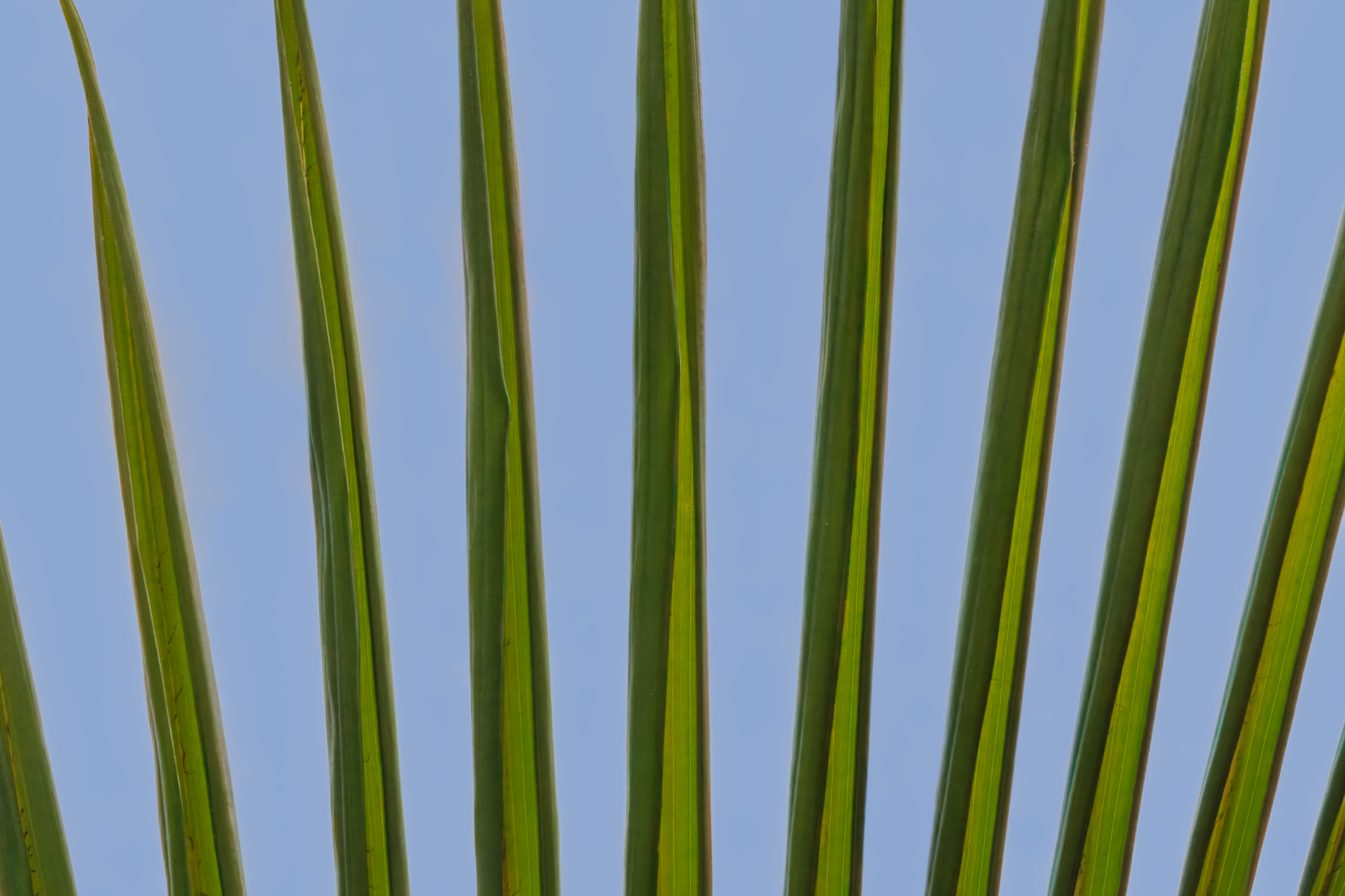 3rd PrizeAssigned Pictorial In Class 3 By Alan Johnston For Palm Frond NOV-2024.jpg